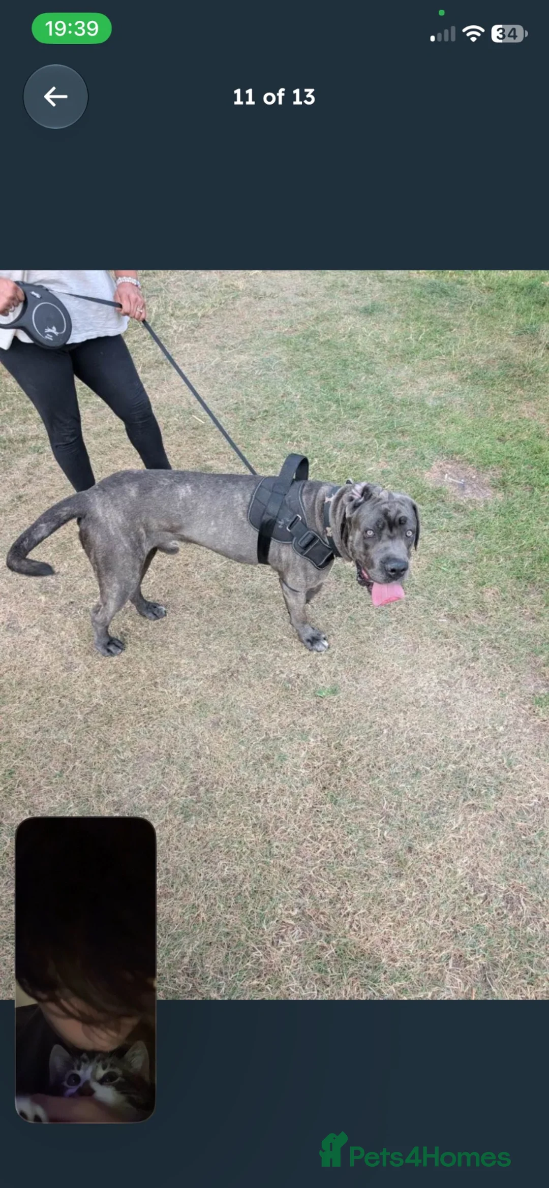 Cane Corso dogs for sale: Zeus  - Advert 1