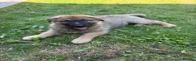 German Shepherd (Bear)