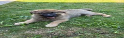 German Shepherd dogs for sale: 2 Month German Shepherd  - Advert 1