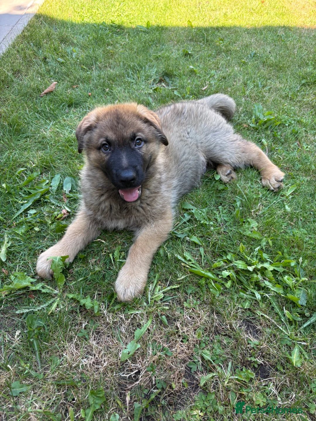 German Shepherd dogs for sale: 2 Month German Shepherd  - Advert 1