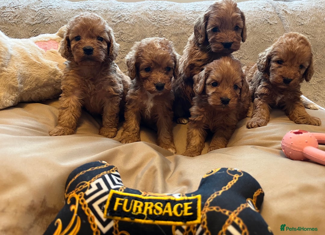 Cockapoo dogs for sale: F1 cockapoo puppies- Health test clear  - Image 26