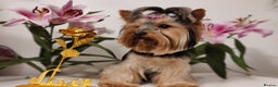 Yorkshire Terrier dogs for stud: Outstanding Yorkshire terrier for STUD only in Hull - Advert 13