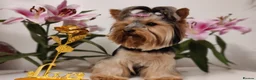 Yorkshire Terrier dogs for stud: Outstanding Yorkshire terrier for STUD only in Hull - Advert 13