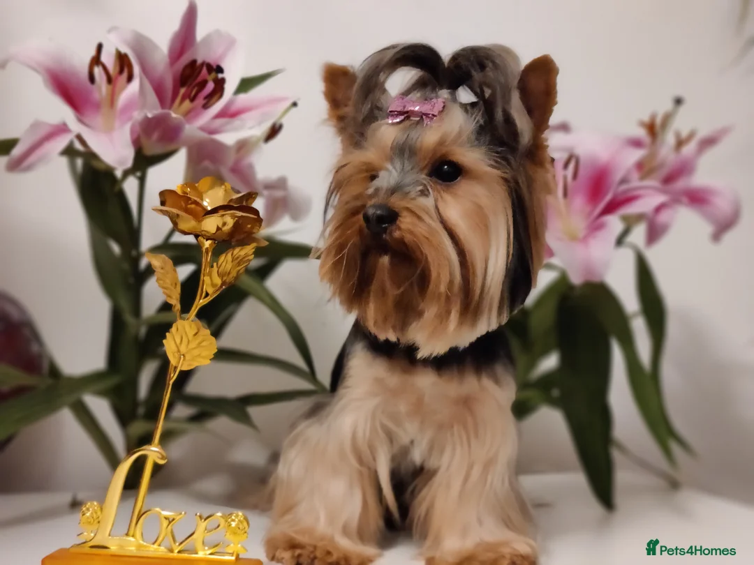 Yorkshire Terrier dogs for stud: Outstanding Yorkshire terrier for STUD only in Hull - Advert 13