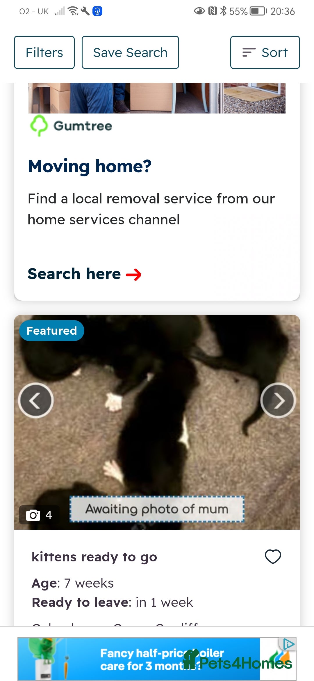 Mixed Breed cats for sale: Ready now - Image 4