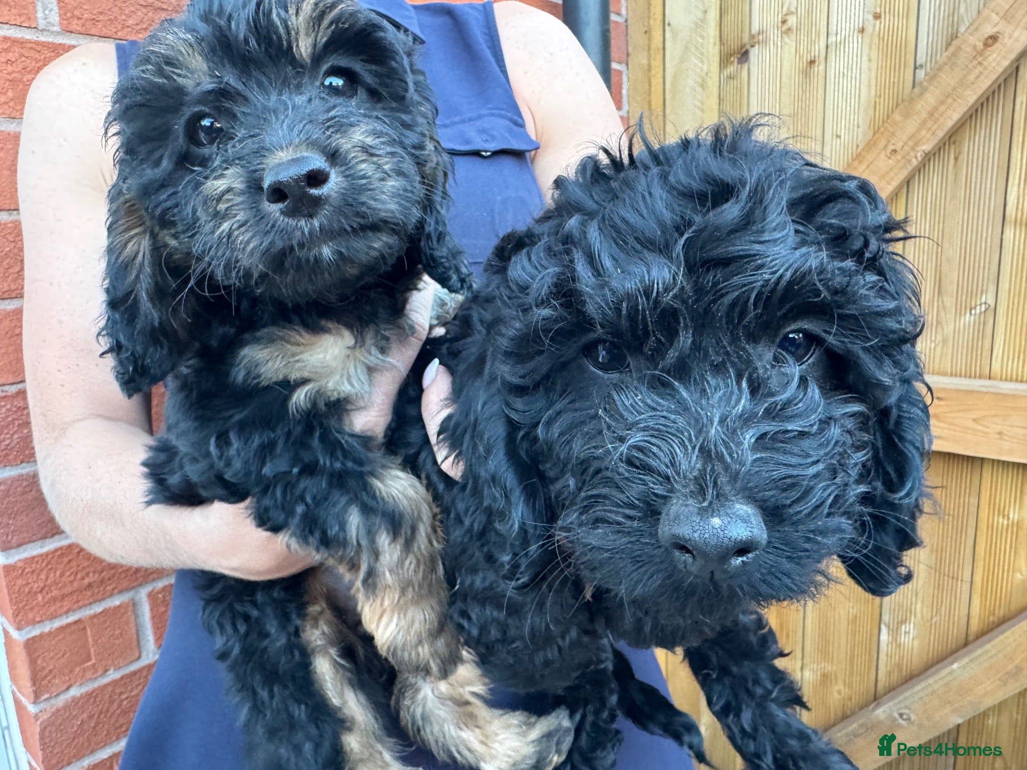 Cockapoo dogs 4 Gorgeous Cockapoo Puppies - Ready Now - Advert 6