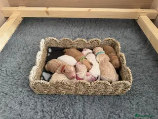 Mixed Breed dogs Goldendoodle x Cockapoo Puppies (Double Doodles) - Advert 11