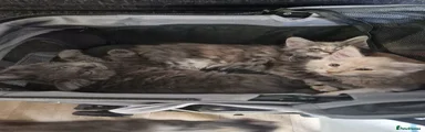 Maine Coon 6