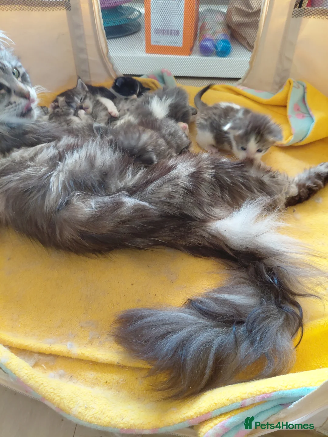 Mixed Breed cats for sale: 3/4 Maine coon. 1/4 sphynx - Advert 2