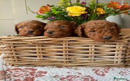 Cockapoo dogs for sale: Stunning F1b Red Cockapoos 🐾 - Image 3