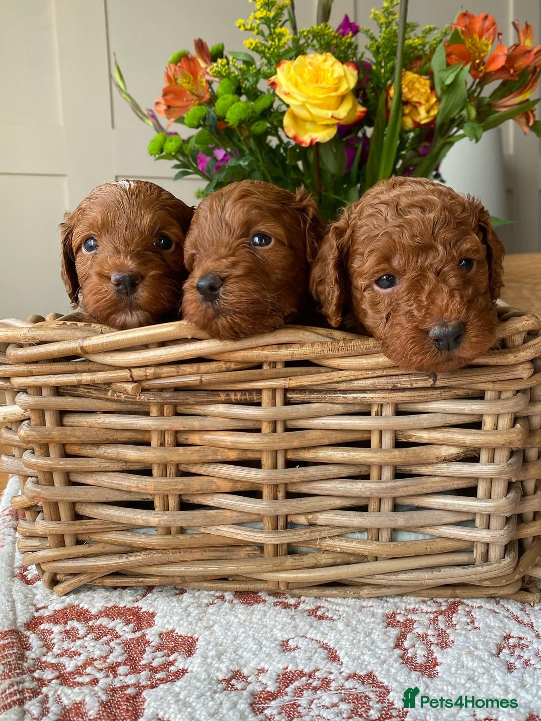 Cockapoo dogs for sale: Stunning F1b Red Cockapoos 🐾 - Image 3