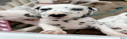 Dalmatian dogs for sale: Unexpectedly re-available Dalmatian girl-ready now - Advert 23