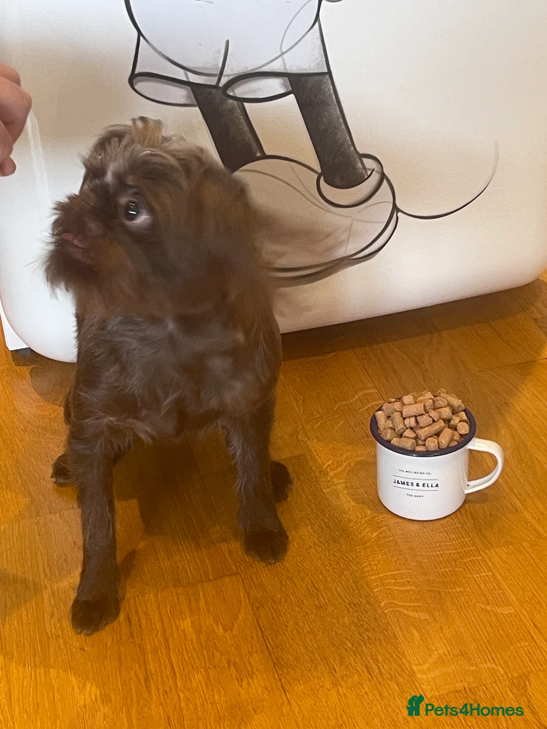 Griffon Bruxellois dogs for sale: Gorgeous Rough Coated 3 Year Old griffon Girl  - Advert 12