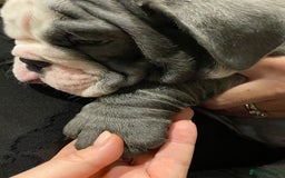 English Bulldog dogs for stud: HEALTH TESTED CLEAR & BOAS GRADED ZERO KC REG in Doncaster - Image 21