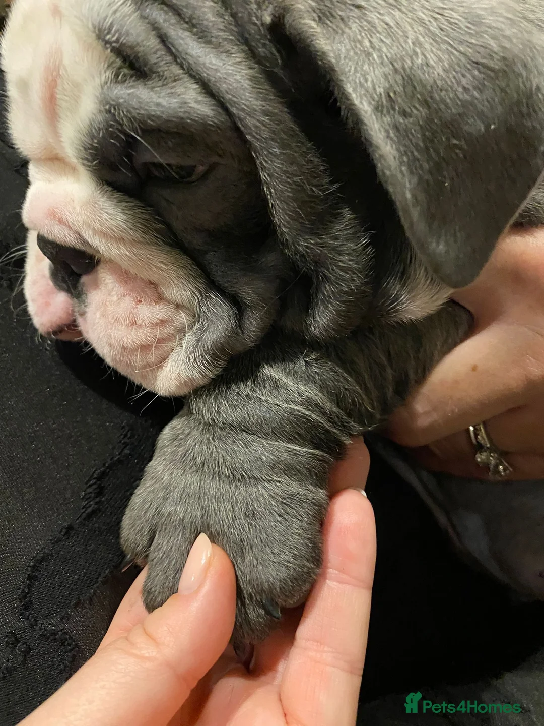 English Bulldog dogs for stud: HEALTH TESTED CLEAR & BOAS GRADED ZERO KC REG in Doncaster - Advert 21