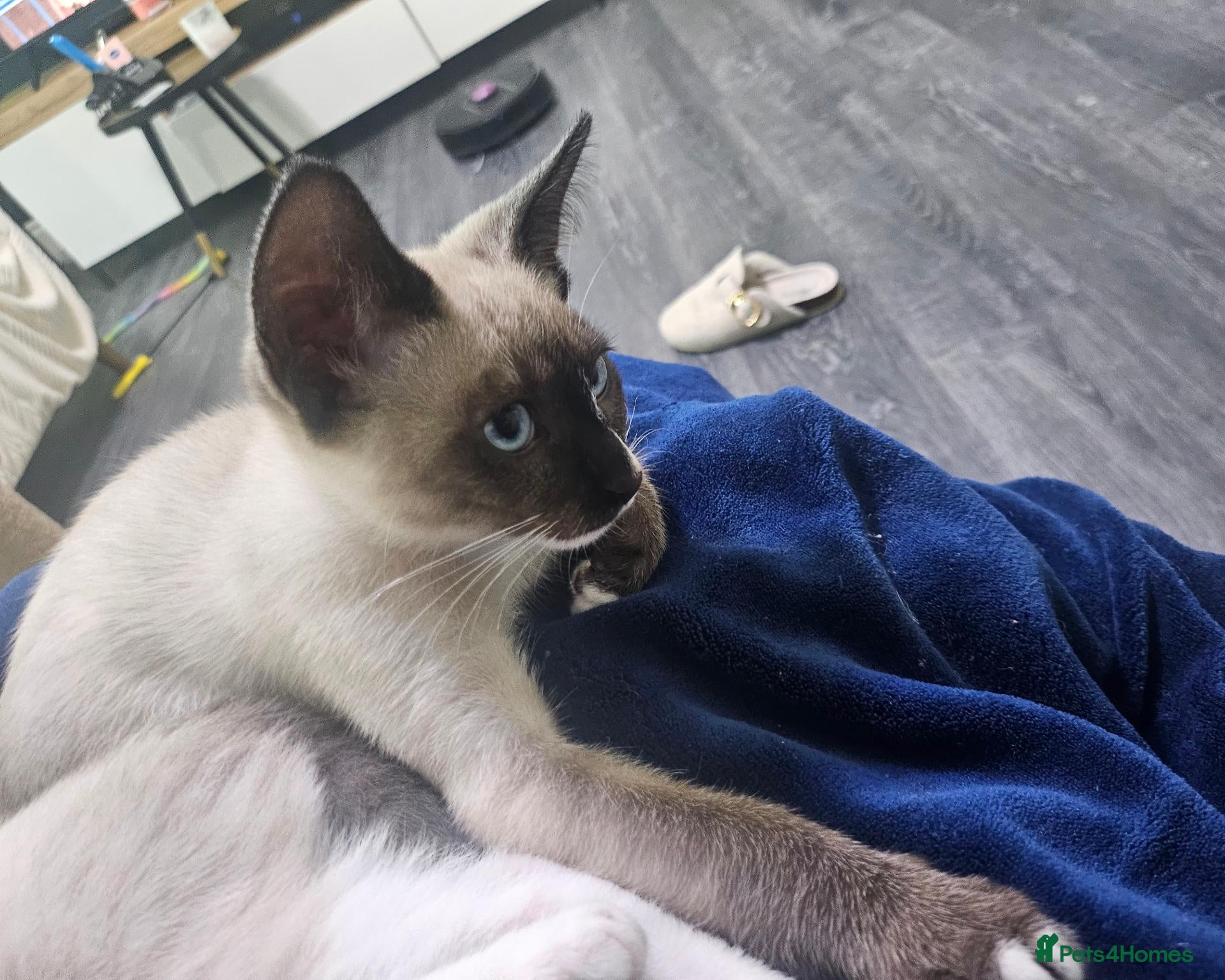 Snowshoe cats for sale: Rare pedigree snowshoe kittens - Advert 1