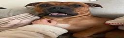 Mixed Breed dogs for sale: Rocky (mastiff x staff)  - Advert 2