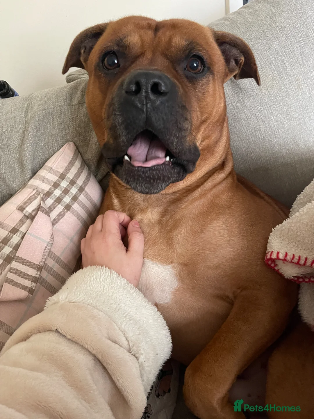 Mixed Breed dogs for sale: Rocky (mastiff x staff)  - Advert 2