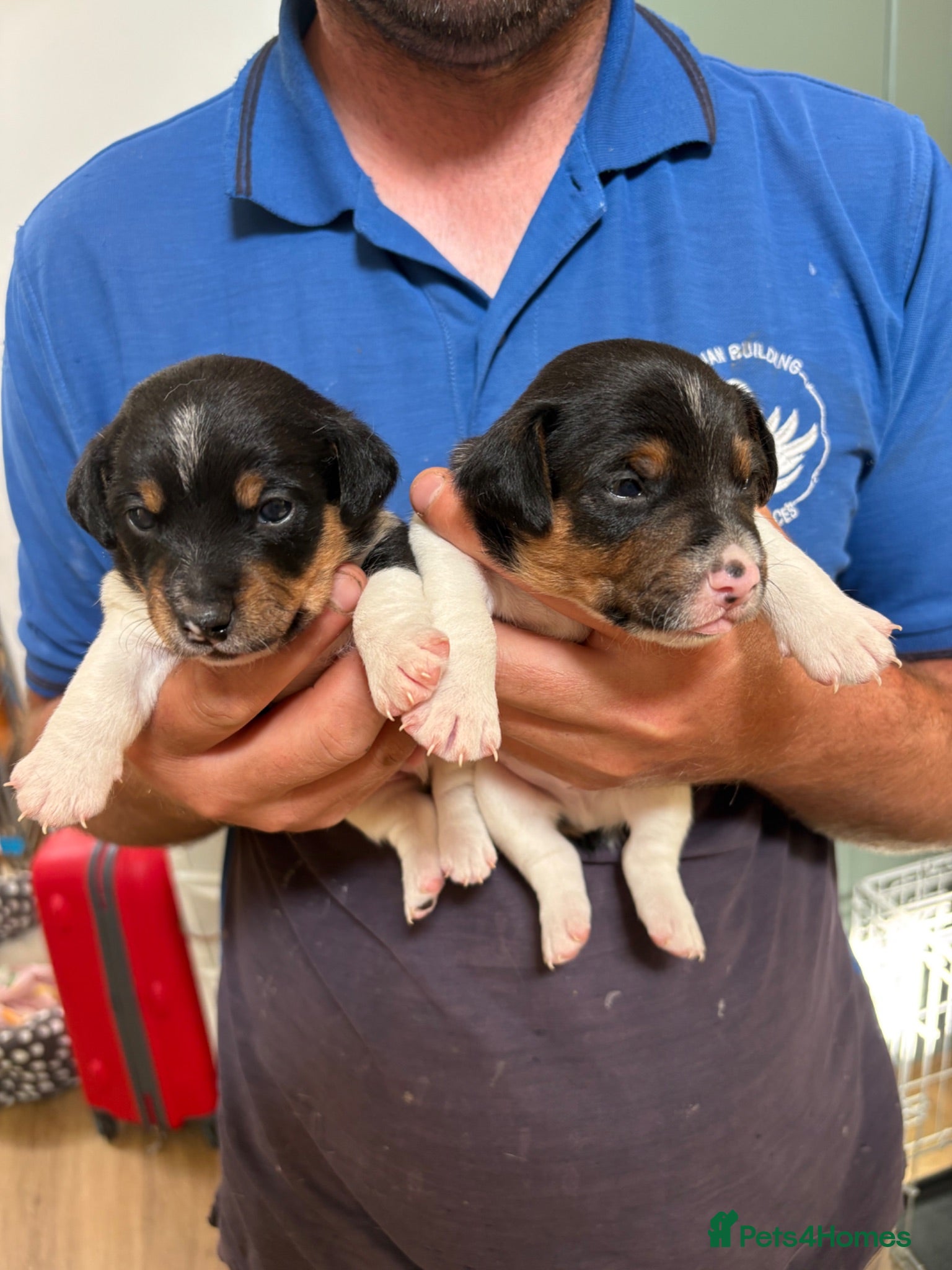 Jack Russell dogs 2 Gorgeous male Jackrussel  puppies for sale  - Advert 2