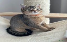 British Shorthair cats for sale: READY NOW! 2 available girls - Advert 13