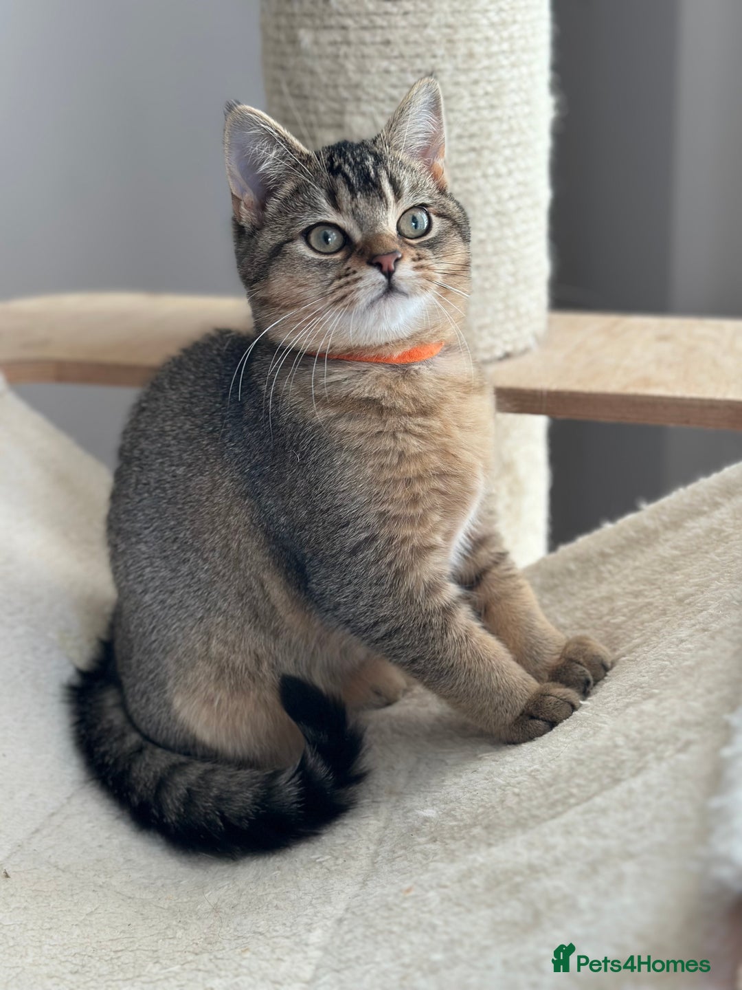 British Shorthair cats for sale: READY NOW! 2 available girls - Advert 13