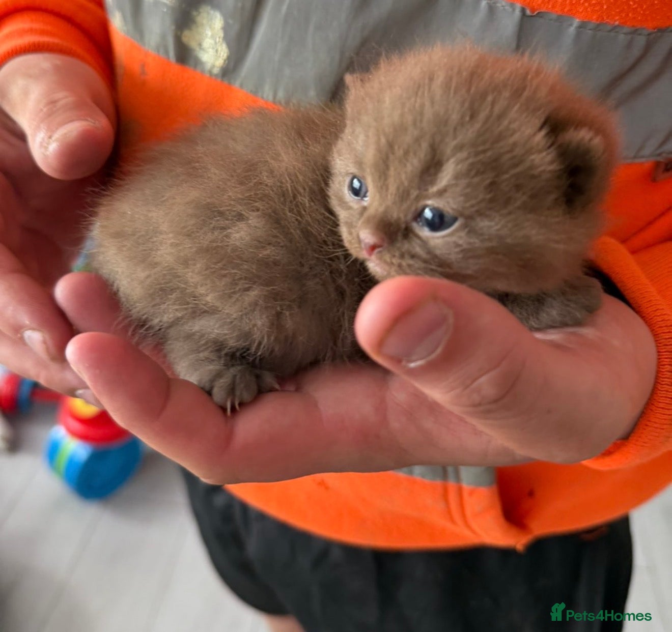 Scottish Fold cats Stunning Scottish fold/Scottish straight kittens🥰 - Advert 1