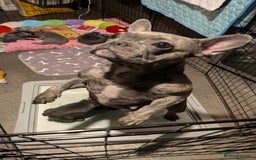 French Bulldog dogs for sale: Stunning French bulldog puppies 🐕 - Image 11