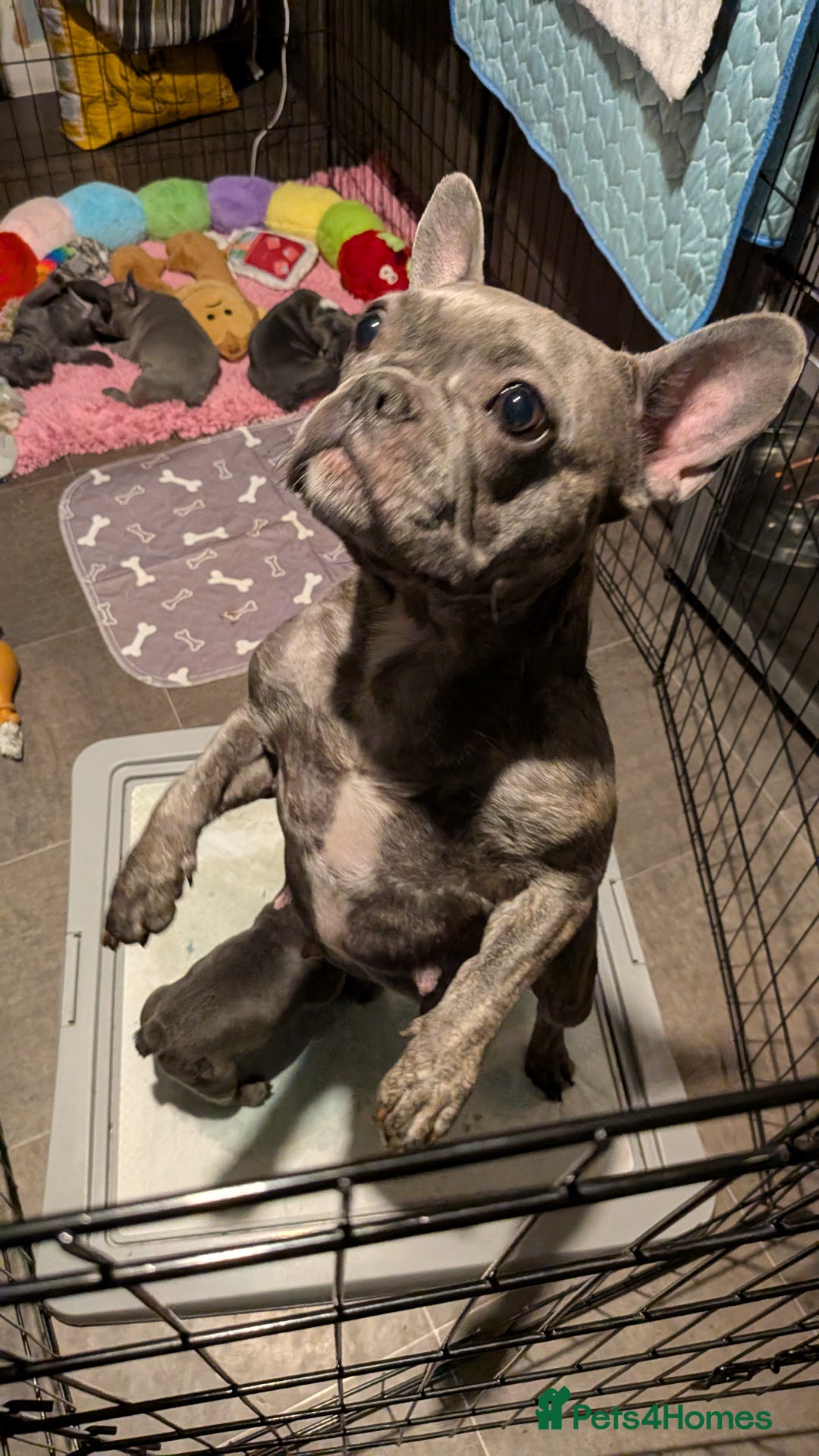 French Bulldog dogs for sale: Stunning French bulldog puppies 🐕 - Image 11