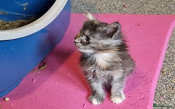 Maine Coon cats for sale: Stunning Maine Coon kittens - Image 3