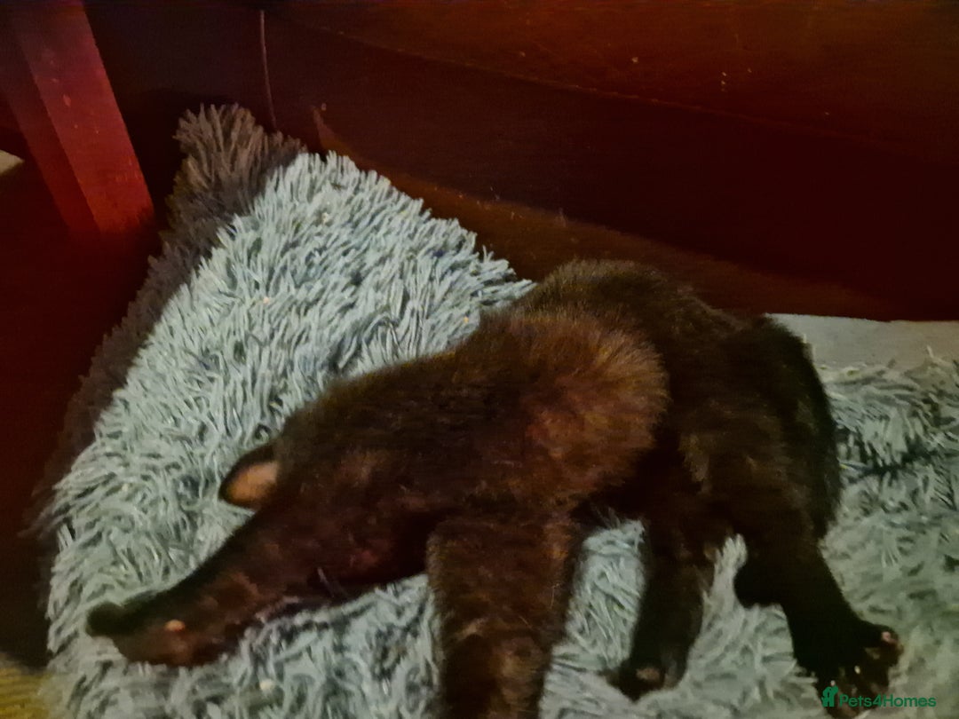 Mixed Breed cats for sale: Kittens for sale  - Advert 13