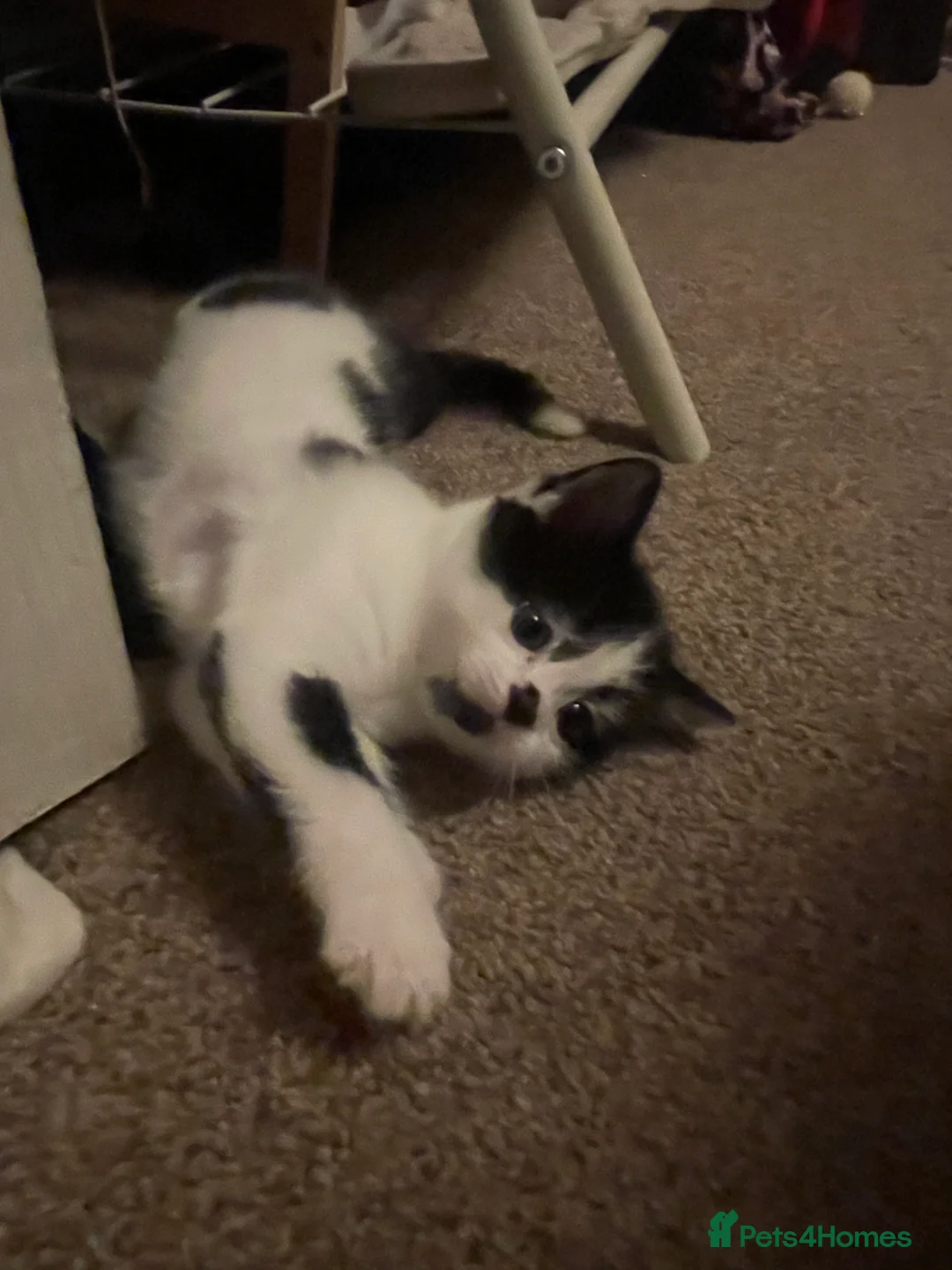 Mixed Breed cats for sale: Two beautiful spotty kittens - Advert 4