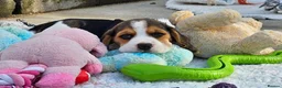 Beagle dogs for sale: Stunning Litter of KC Registered Beagle Pups  in Thirsk - Advert 4