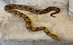 Boa Snake reptiles for sale: Baby Boa Constrictor  - Image 4