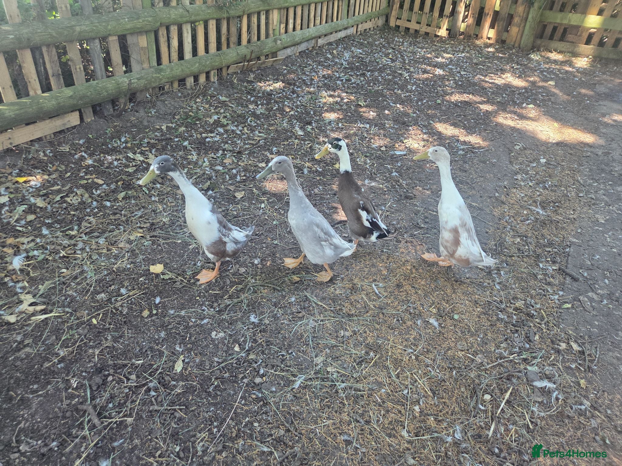 Ducks poultry Male Indian runners - Advert 2