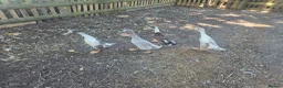 Ducks poultry for sale: Male Indian runners - Advert 2