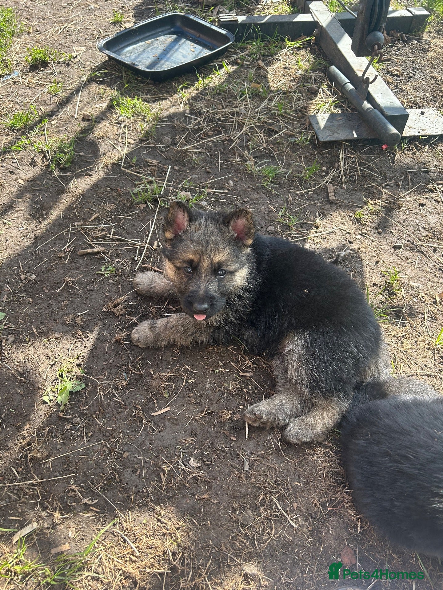 German Shepherd dogs Working line Shepherd pups - Advert 12