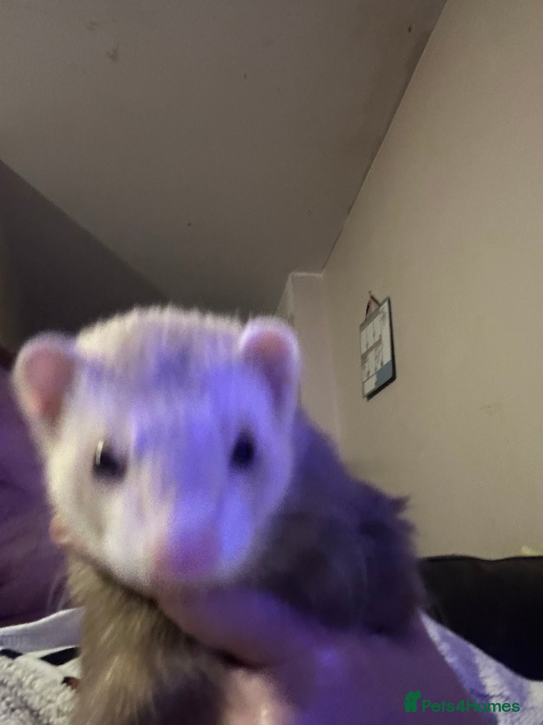 Ferret rodents for sale: 2 ferrets - Advert 6