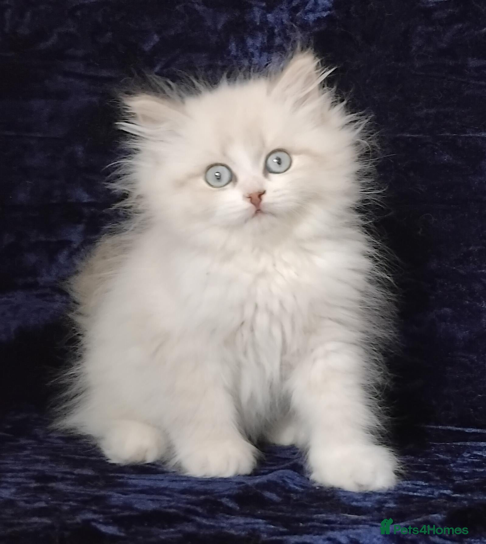 Siberian cats GCCF Registered Siberian Kitten For Sale  - Advert 1