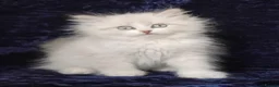 Siberian cats for sale: GCCF Registered Siberian Kitten For Sale  - Advert 1