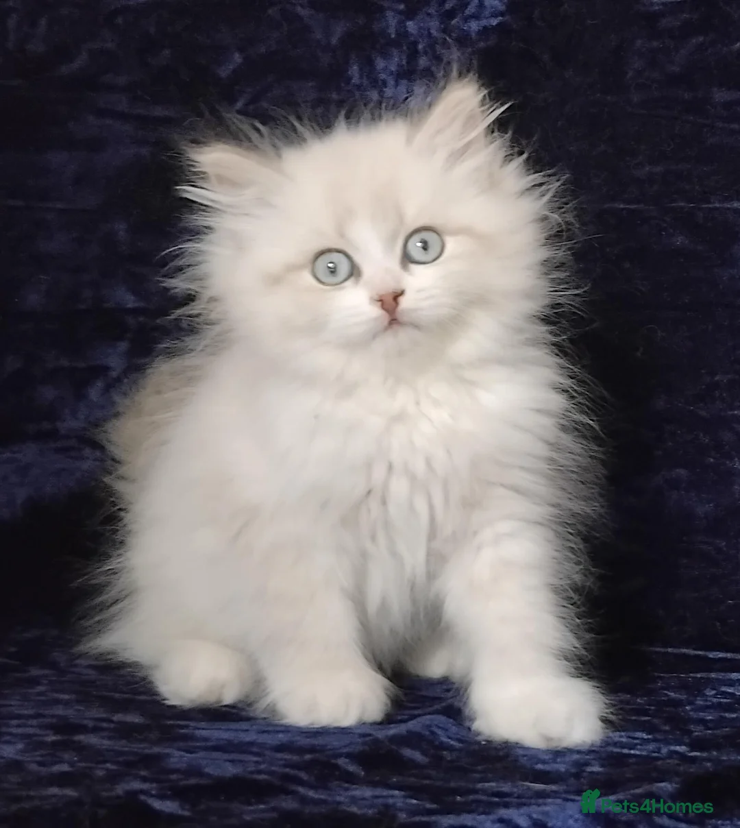 Siberian cats for sale: GCCF Registered Siberian Kitten For Sale  - Advert 1