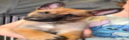 Belgian Shepherd Dog dogs for sale: Reduced Ready to leave  - Advert 21
