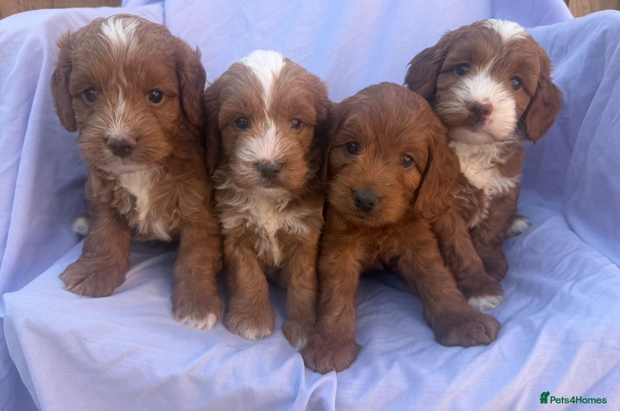 Cockapoo dogs F1 Toy Cockapoos - Advert 7