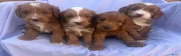Cockapoo dogs for sale: F1 Toy Cockapoos - Advert 1