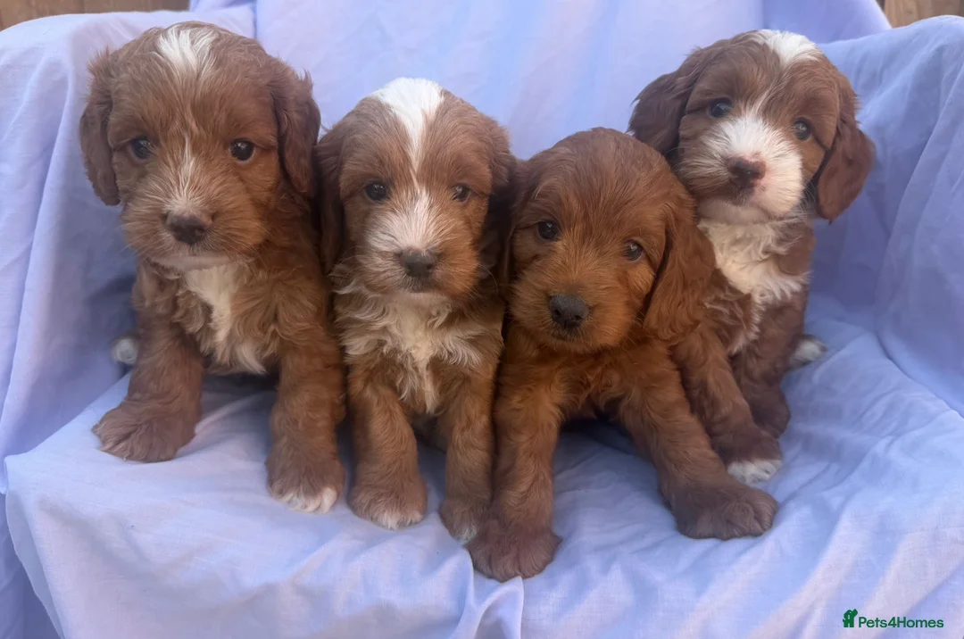 Cockapoo dogs for sale: F1 Toy Cockapoos - Advert 1
