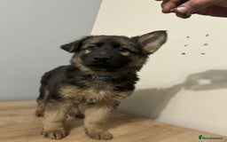 Mixed Breed dogs for sale: Gerberian Shepsky boy for sale - Image 4