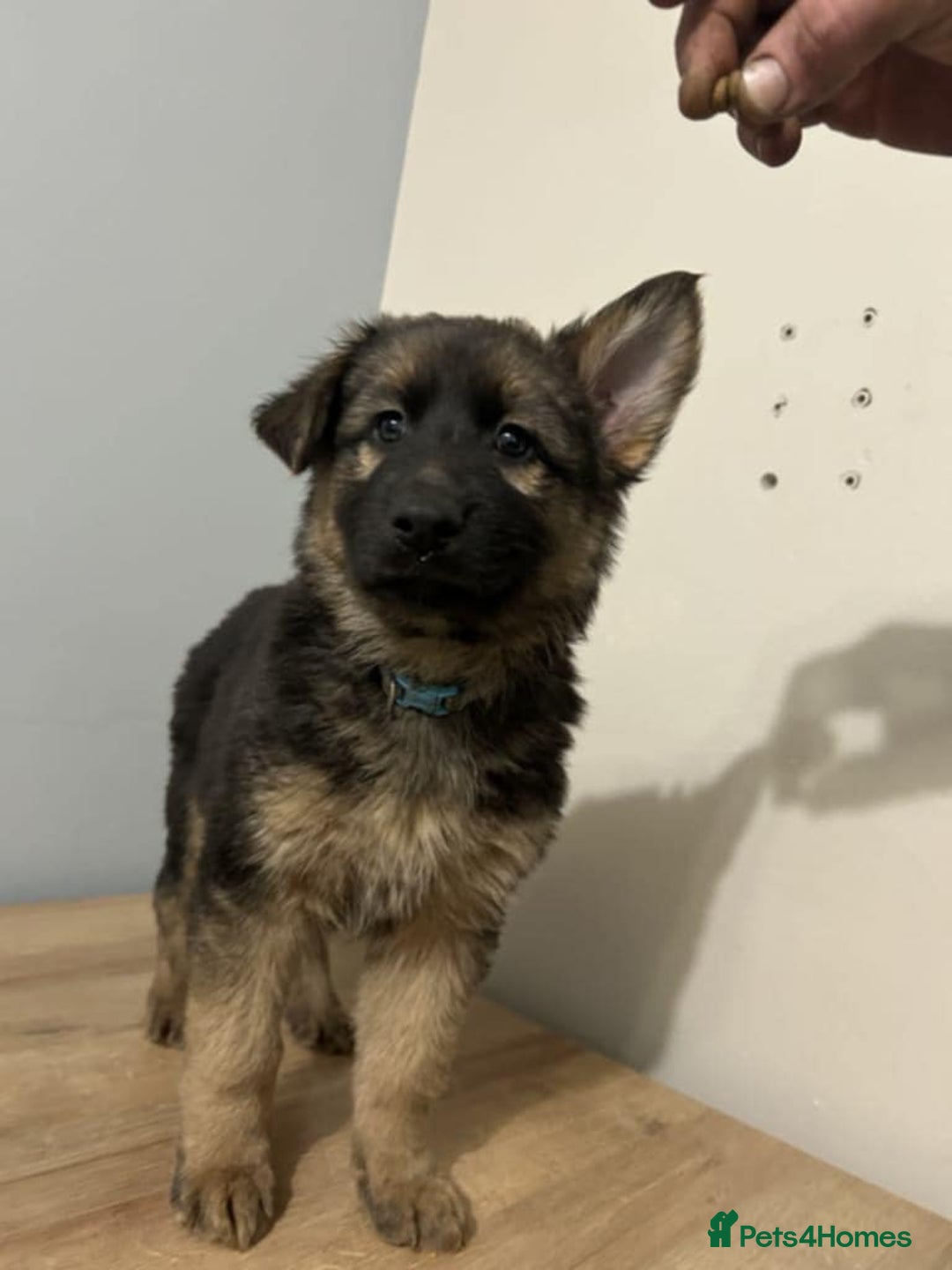 Mixed Breed dogs for sale: Gerberian Shepsky boy for sale - Image 4