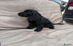 Cockapoo dogs for sale: Cockapoo  - Image 5