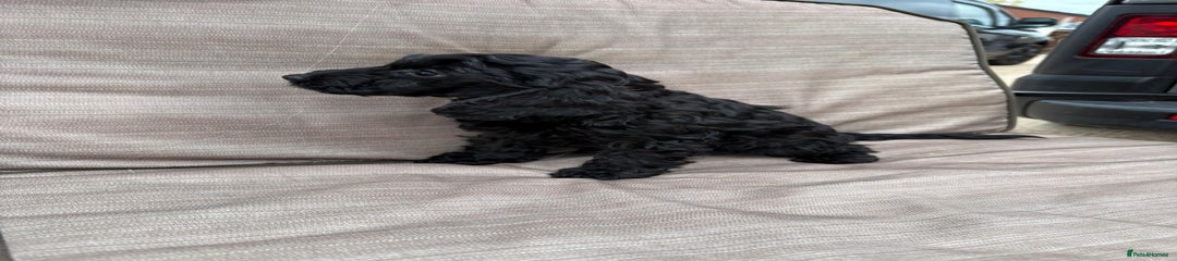 Cockapoo Puppy 4