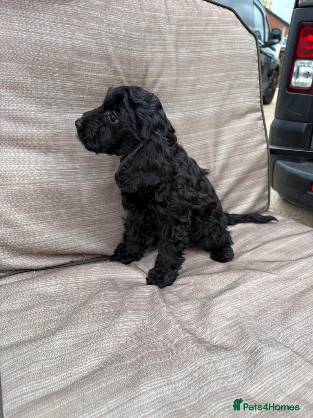 Cockapoo dogs for sale: Cockapoo  - Image 5