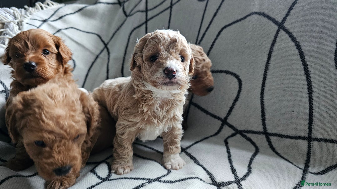 Mixed Breed dogs for sale: Beautiful westipoo - Image 9